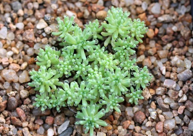 这种“杂草”被人当成多肉，叶片一簇簇，生命力强，可以养在家里