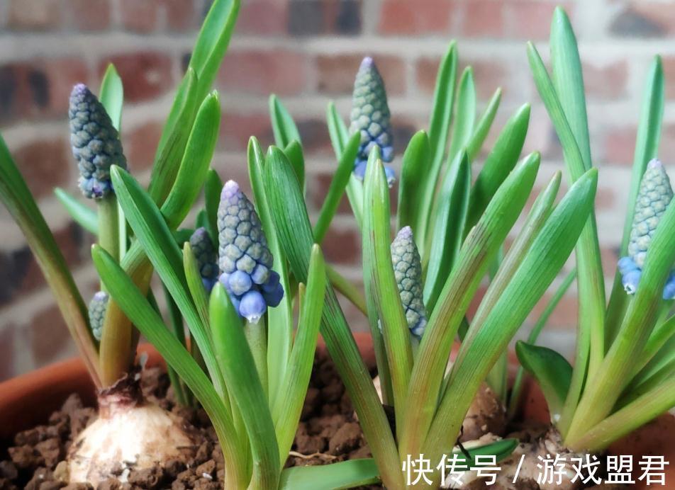 适合秋冬养殖的3种草花，好活，容易打理，花期漫长、开花美