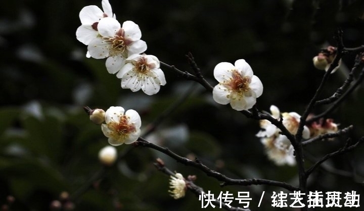 农家小院$王安石的七首绝句,第一首即惊艳,字字精彩有大境界,细读让人醉