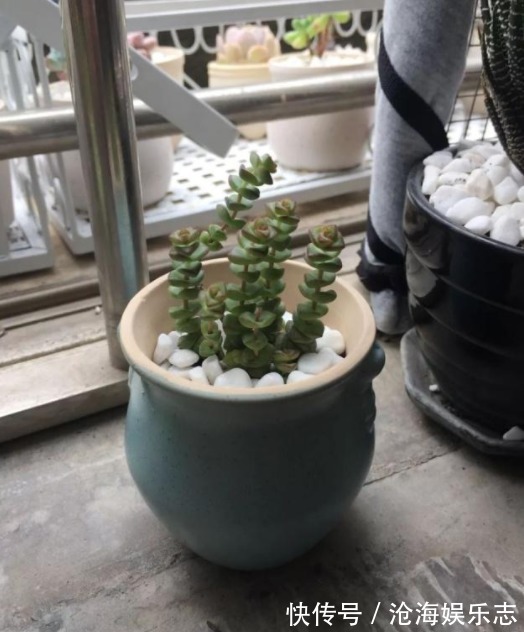 观赏度|养好“钱串”就代表养好了自己的财气，夏季养护多肉有妙招