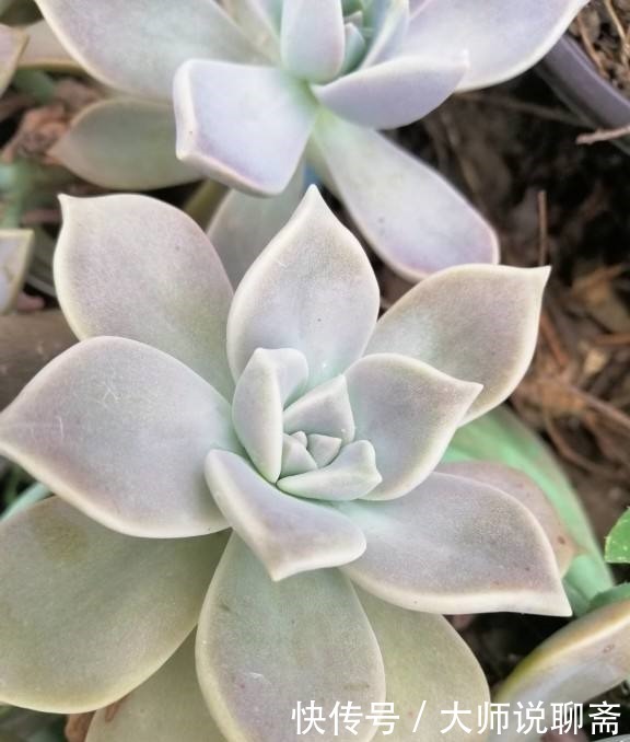 爱过|有些多肉就爱过夏天,越晒越渴越美艳,养一棵就值了!