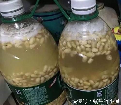 叶片|8月养君子兰,土里埋2种东西,疏松肥沃,叶片挺拔如折扇