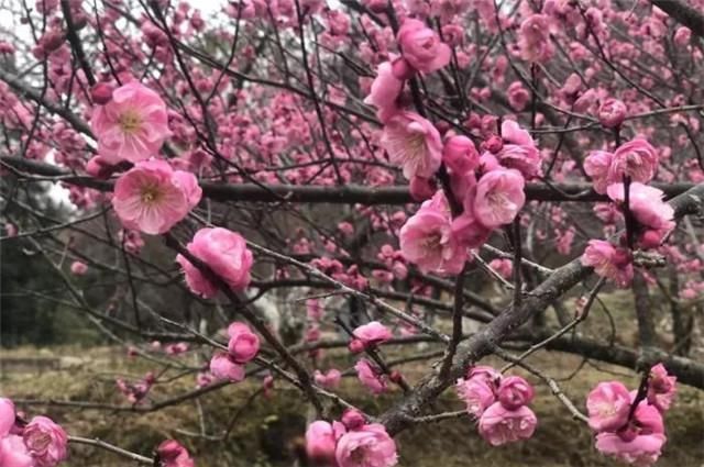  赏读邵雍梅花诗五首：数点梅花天地春，忽逢甲子又兴元