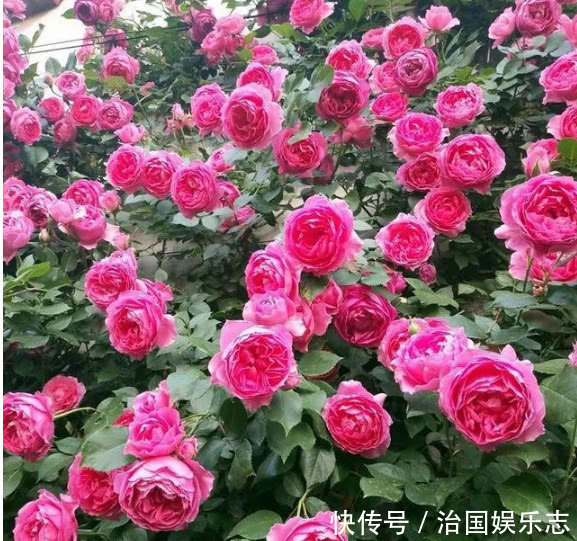 月季花|月季有个“生长开关”，长出“这种”枝条别乱剪，2周花朵爆满技
