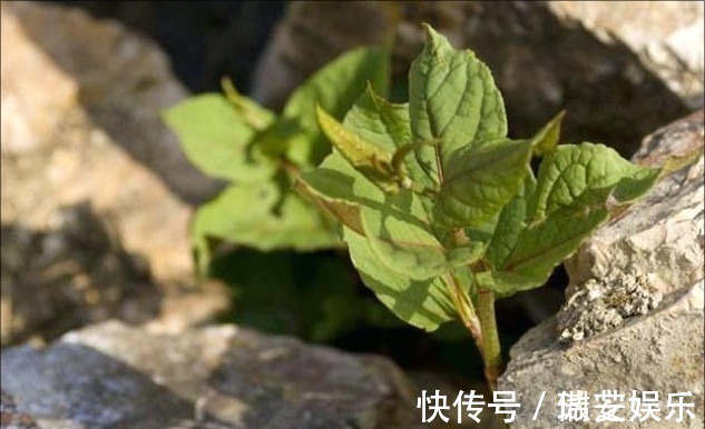 野草|农村路边让人讨厌的野草却有大作用,去疤不留痕迹,比精油好多了