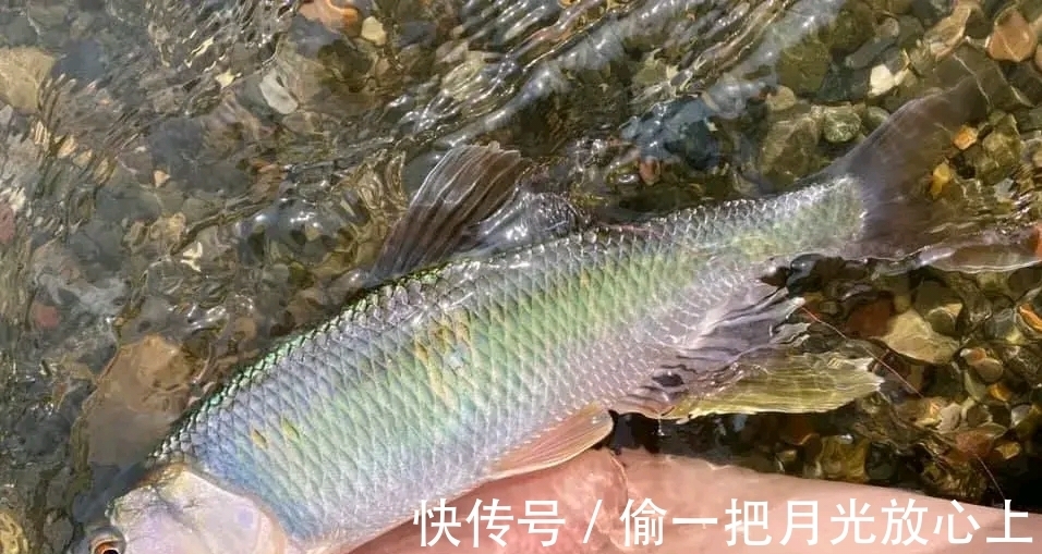 放生|河南钓鱼人钓获罕见“巨型马口鱼”,体长近50公分,随后放生