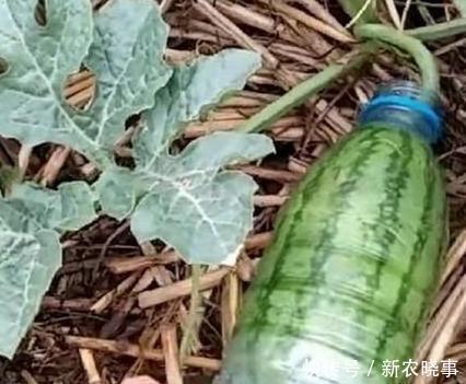 美食|老婆把西瓜上套塑料瓶，我还骂她傻，直到成熟后我俩都傻眼了