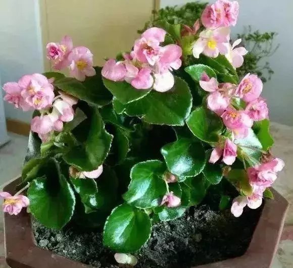 仙客来|这些花草不要往叶面上喷水,否则只剩下花盆