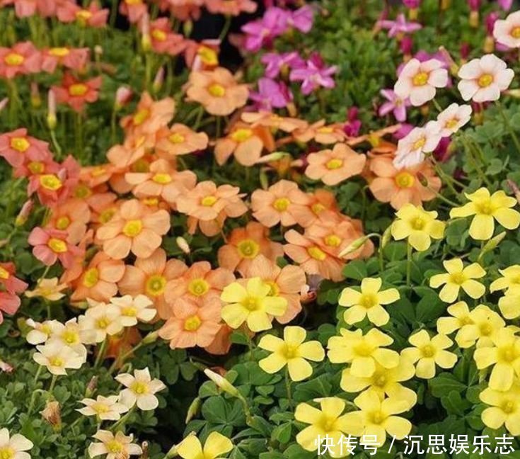 家里就养4种花,沾土就活,开花多、花期长,懒人新手都能养好!