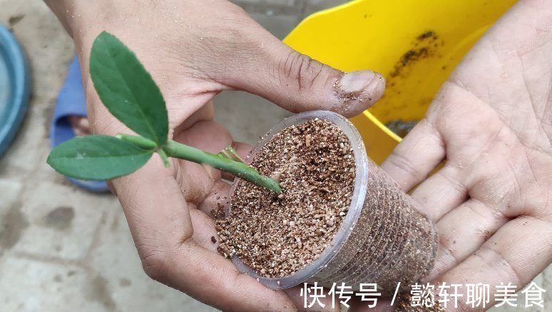 养花2种扦插方法，掌握“关键点”，扦插不再难，扦插一棵活一棵