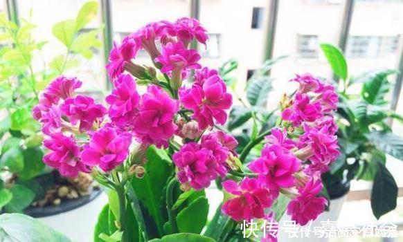 长寿花，入冬前食用它，开花提前20天，一开上百朵，美爆了！