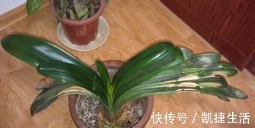 养君子兰,这“3个位置”,千万不能放,一放开花就难了,要注意