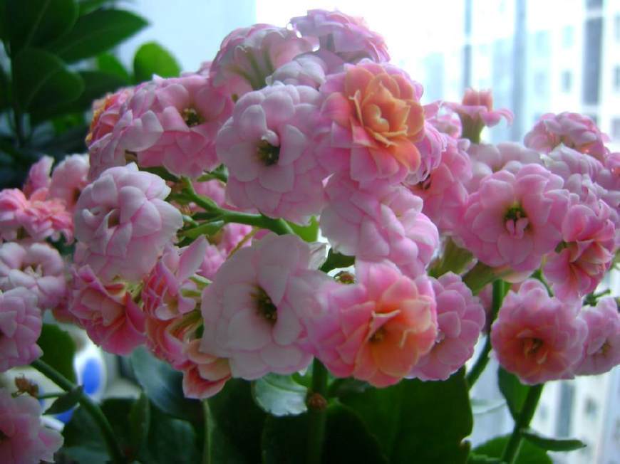 长寿花开败后，随手剪一刀，一个月后开成大花球