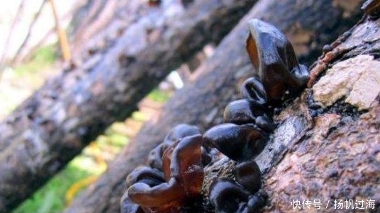 山头|农村山头常见的野菜,是难得的药材,开胃下气,还调节心血管功能