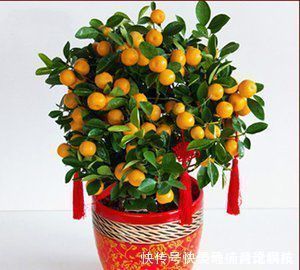 客厅摆上6种花,不仅养人还旺财,一听名字就是吉祥花