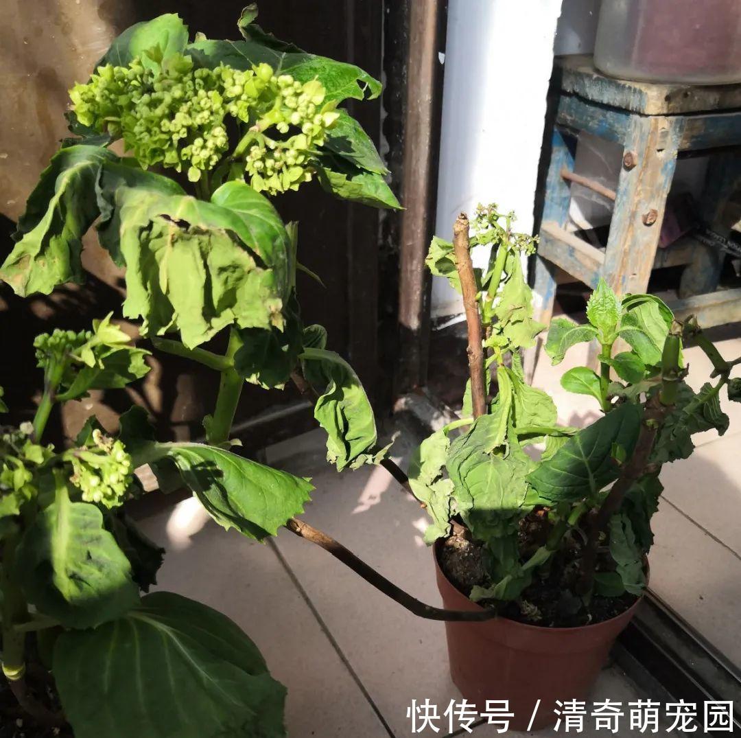潮湿|超级“喜水”的花,3天不浇水,就离死不远了