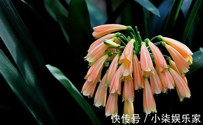 垂笑君子兰|君子兰还有这品种学会这个养护方法,一棵开20朵没问题!