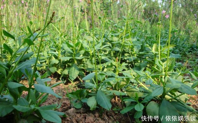农村一种植物人称“紫人参”价值大,若您见到采摘叶子就行别挖根