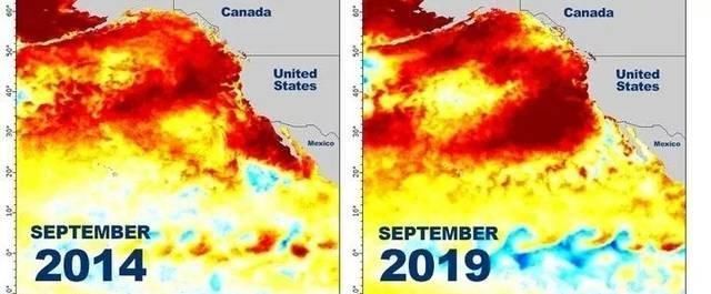 海洋出了问题？太平洋出现100平方公里“热点”，珊瑚染成白色