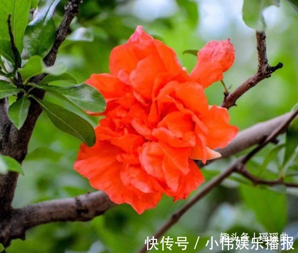 此花枝叶秀丽婀娜多姿，盛夏时节灿烂蓬勃，象征着红红火火的幸福