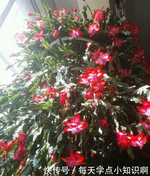 开花仙气十足,香气浓烈,遇土就活,还被大家称为“嫁接神木”!