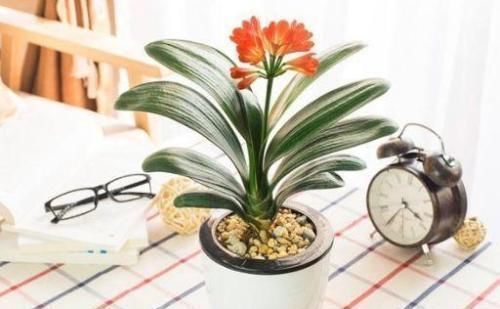 家里万万要养这几种植物,对家人身体健康有益,聪明人一眼就知道