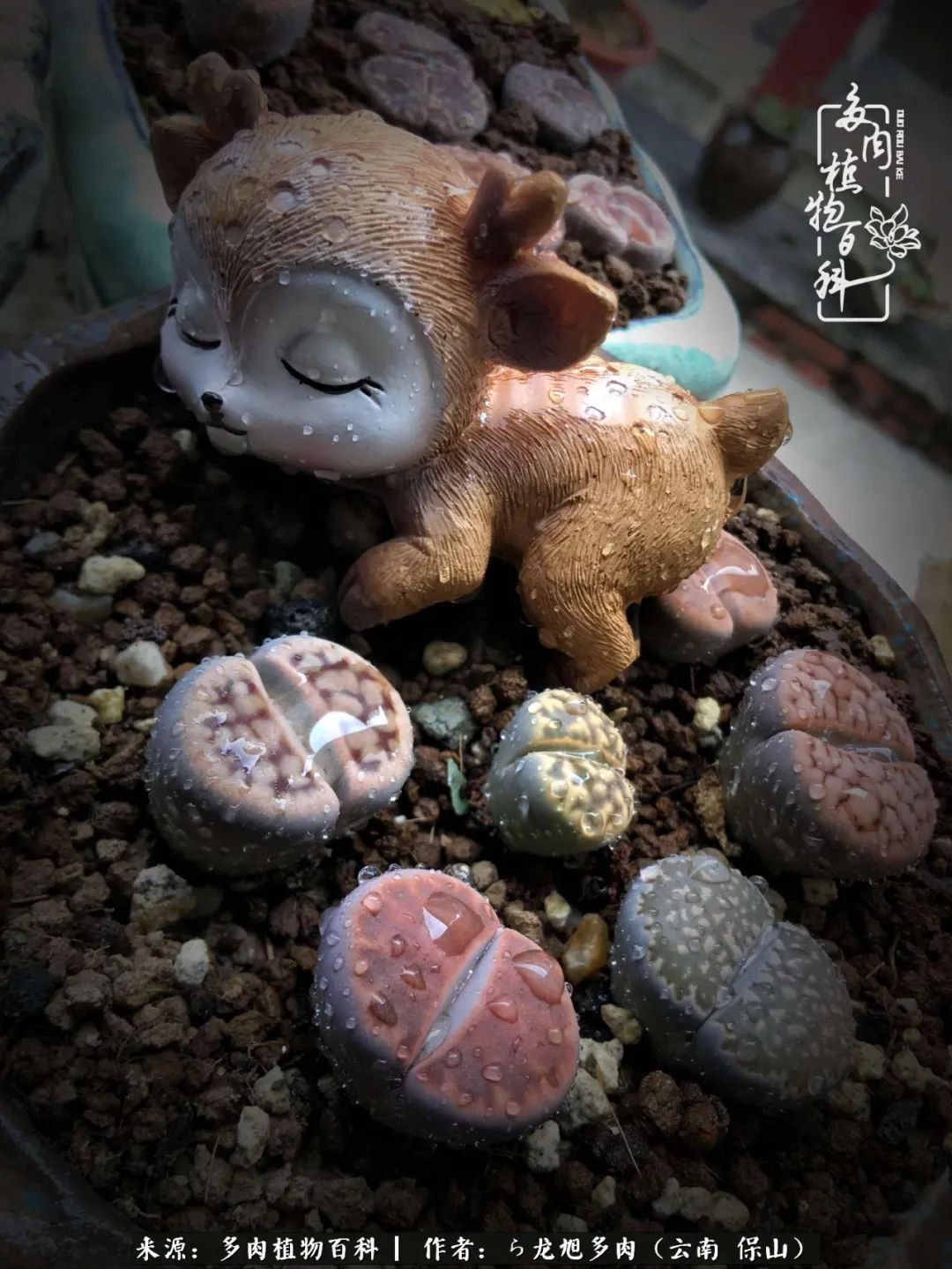 多肉植物|遇见多肉，遇见不一样的你，一养就是10几年！