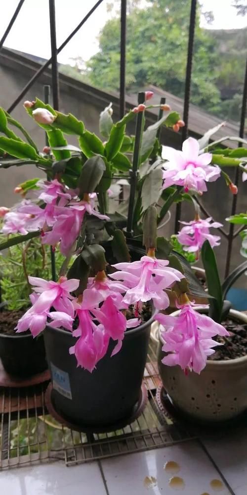 养了5年的蟹爪兰，原来是个“假货”，看看你家的是什么？