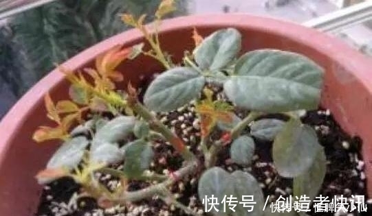 养花|塑料袋太多,很烦人?别烦,用它来养花,养1盆旺1盆,真的很好