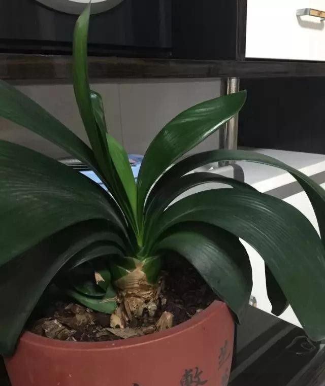 4年都不开花的君子兰,没花一分钱,我让它开花了