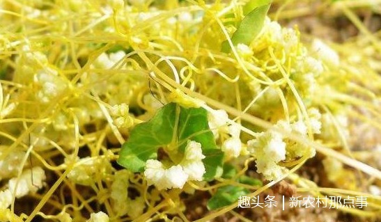 植物|这全身都是“金丝”的植物,你见过没中医说它可是男性的福音