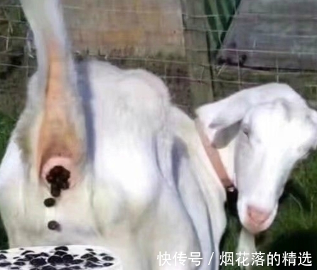 |搞笑GIF趣图:锤子,我也是有想法的,我就想砸那一个