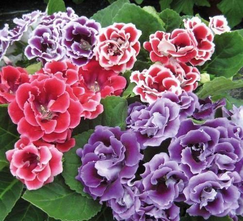 5种“阴暗花”,藏在角落里,年年自行繁殖,也能开成“仙花树”