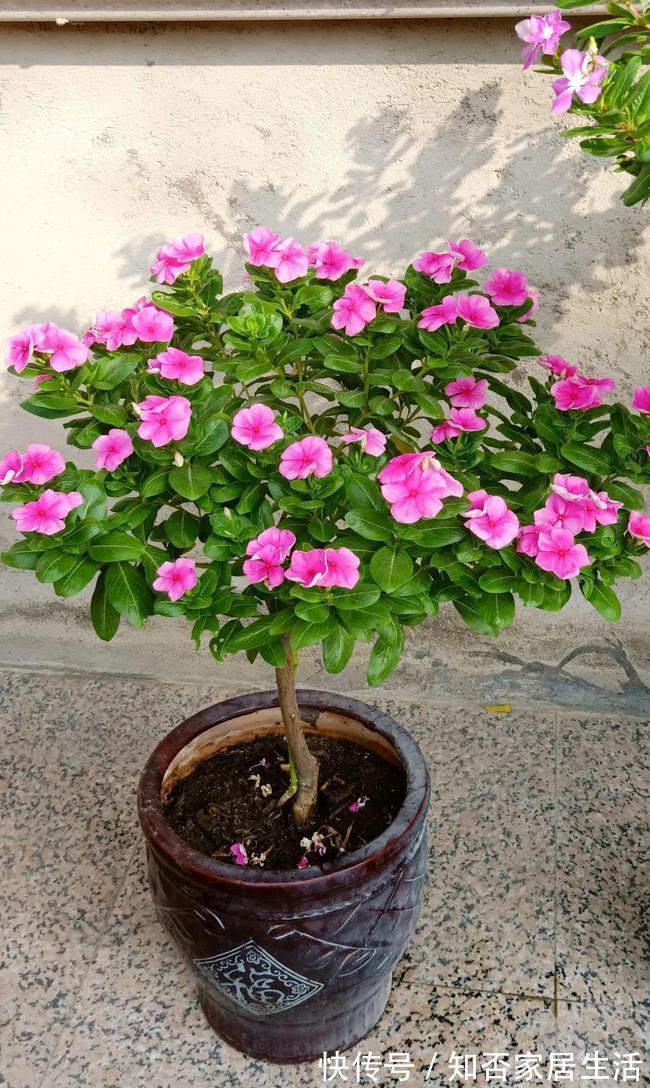 6种“便宜花”，稍加打理养成“棒棒糖”，给多少钱都不卖