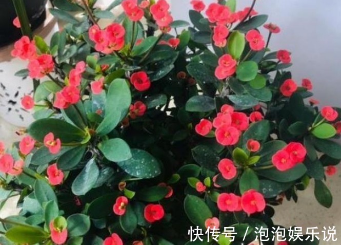 牛花|家里别养4种“霉运花”,好看也别养,尤其第三种,赶紧扔出去!