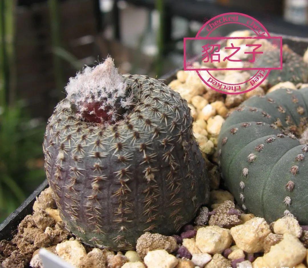 士童|误以为仙人掌很难开花,凑齐“4个条件”,开花一点不稀奇!