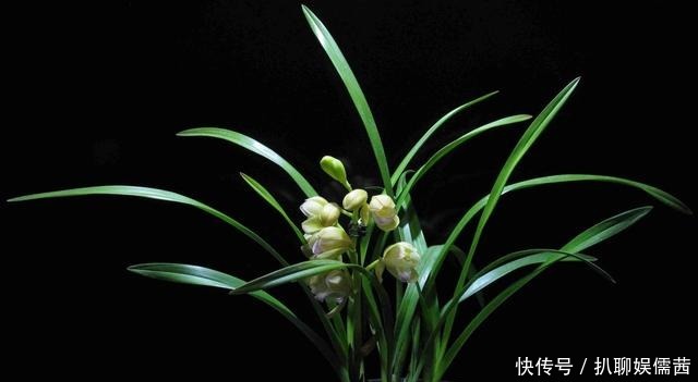 技巧|夏天养兰也有小技巧 学会了 花开满阳台