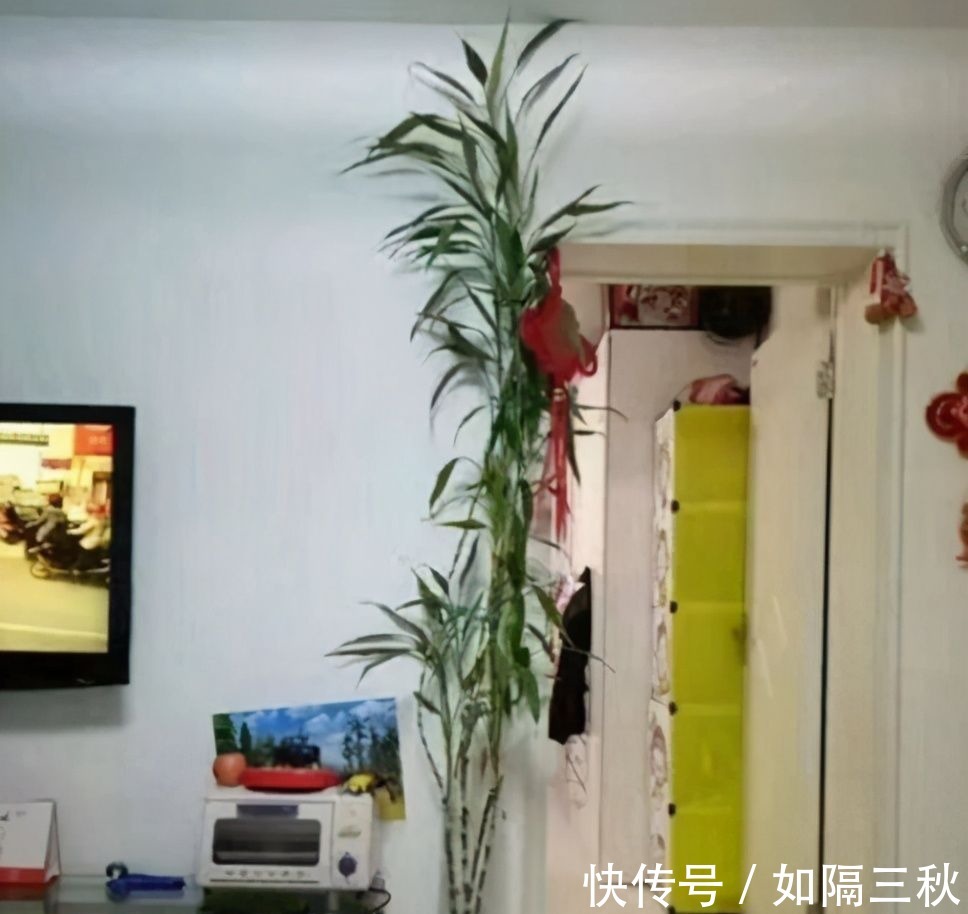 家里有5种花,春天记得“打头”修剪1下,这样才能长“饱满”