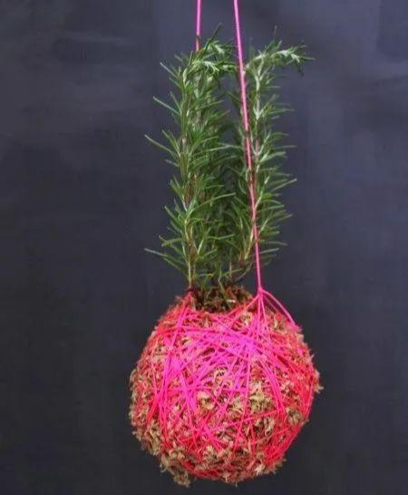 室内绿植种花不用盆，揉一个小球吊起来就让家里美翻