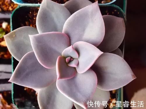 阳台上|怎么养多肉,才能与众不同,叶子水灵灵、红彤彤?