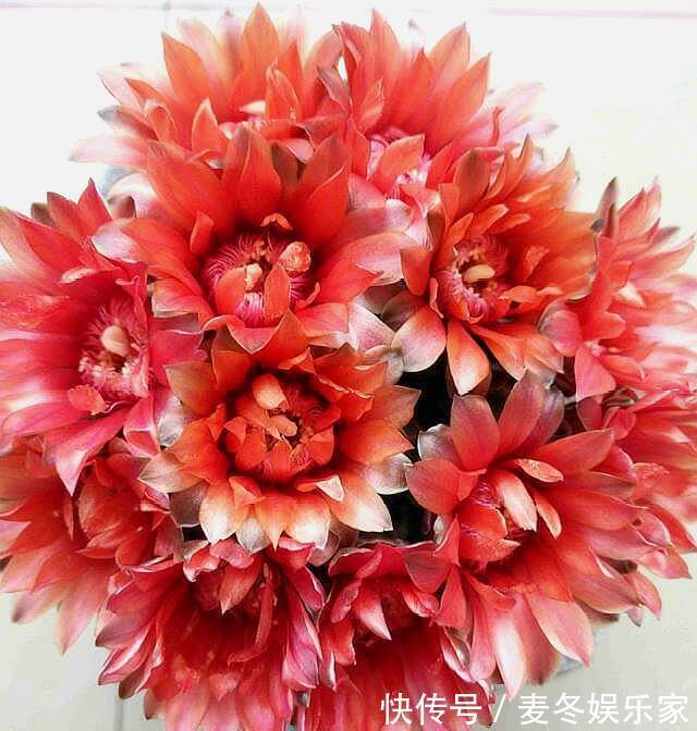 光照|仙人球中的“劳模”绯花玉,满足3个“小条件”,次次开花十几朵