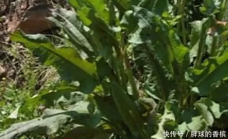 老家|农村人除不尽的这种野草,是廉价的良药,价值极高你们老家有没有