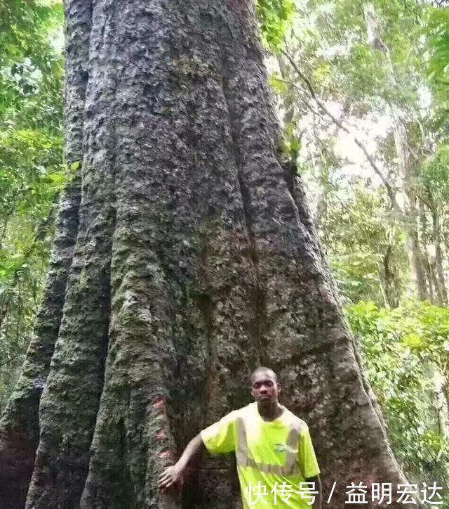 千年树王正在消失！当地木工后悔不已：被金钱蒙蔽了双眼