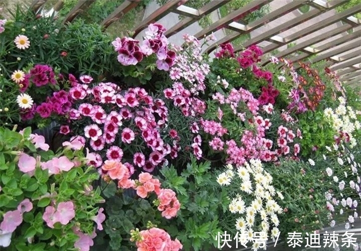 防盗窗养这5盆花,开花多、花期长,邻居看了都眼红