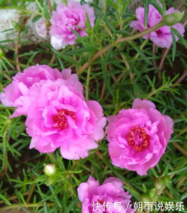 一年生|养一年生太阳花和宿根太阳花，用1招，一棵养2年，开花多变老桩