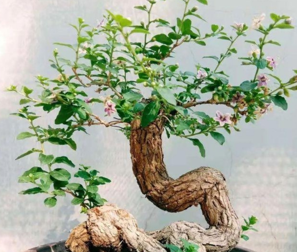 养盆景,常用“5种树”,造型美观,漂亮大方