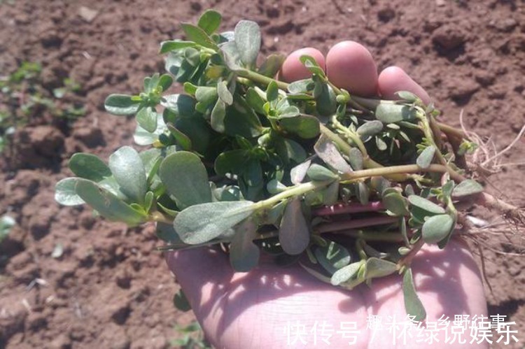 田间|在农村田间,如果遇到这种野草,赶紧拔回家吧,味道好极了!