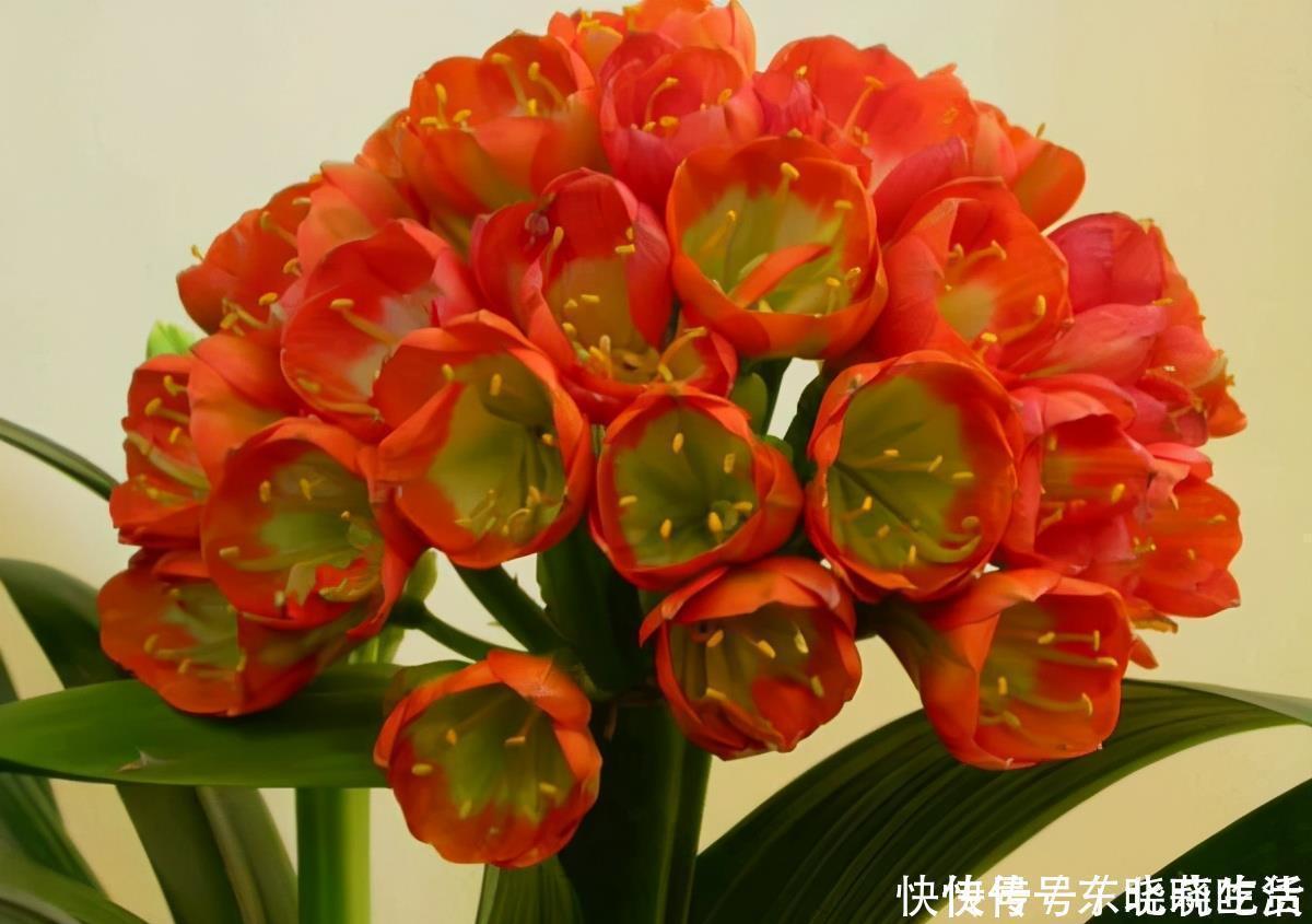 王大爷|君子兰养5年,“娇滴滴”的不开花,一冻一晒一点肥,挤满大红花