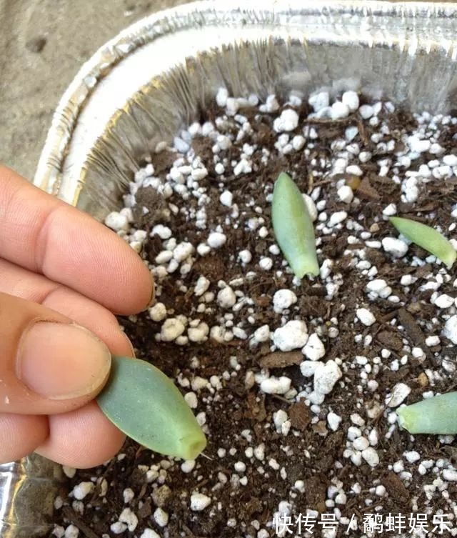 扦插多肉掌握这秘诀,用手摘下来的几片叶子能培育成新的盆栽