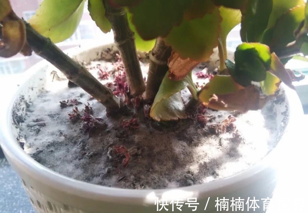 夏天养花,4种水别乱浇,不然花盆里滋生小虫子,很烦人